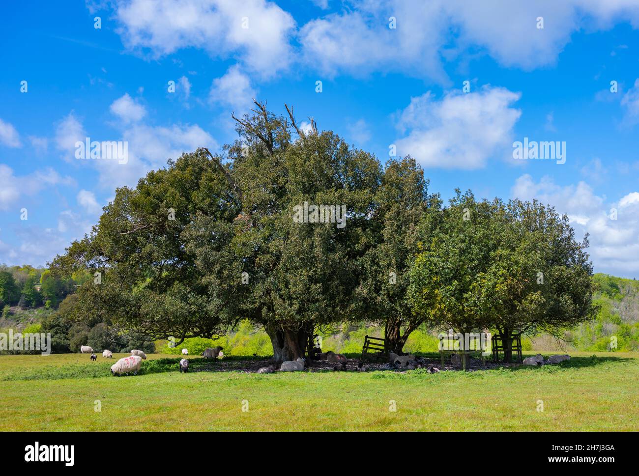 Moutons abritant une petite récolte d'arbres dans la campagne britannique, à Spring, dans l'ouest du Sussex, en Angleterre, au Royaume-Uni. Banque D'Images