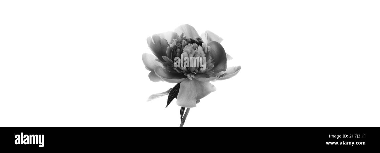 Pivoine dans un vase en verre isolé sur fond blanc.Photo en noir et blanc.Banderole panoramique à motif fleuri Banque D'Images