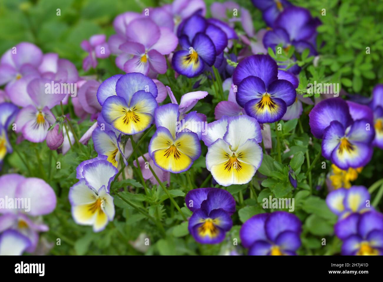 gros plan d'une jolie violette bleu-jaune cornuta poussant dans le lit de fleurs Banque D'Images