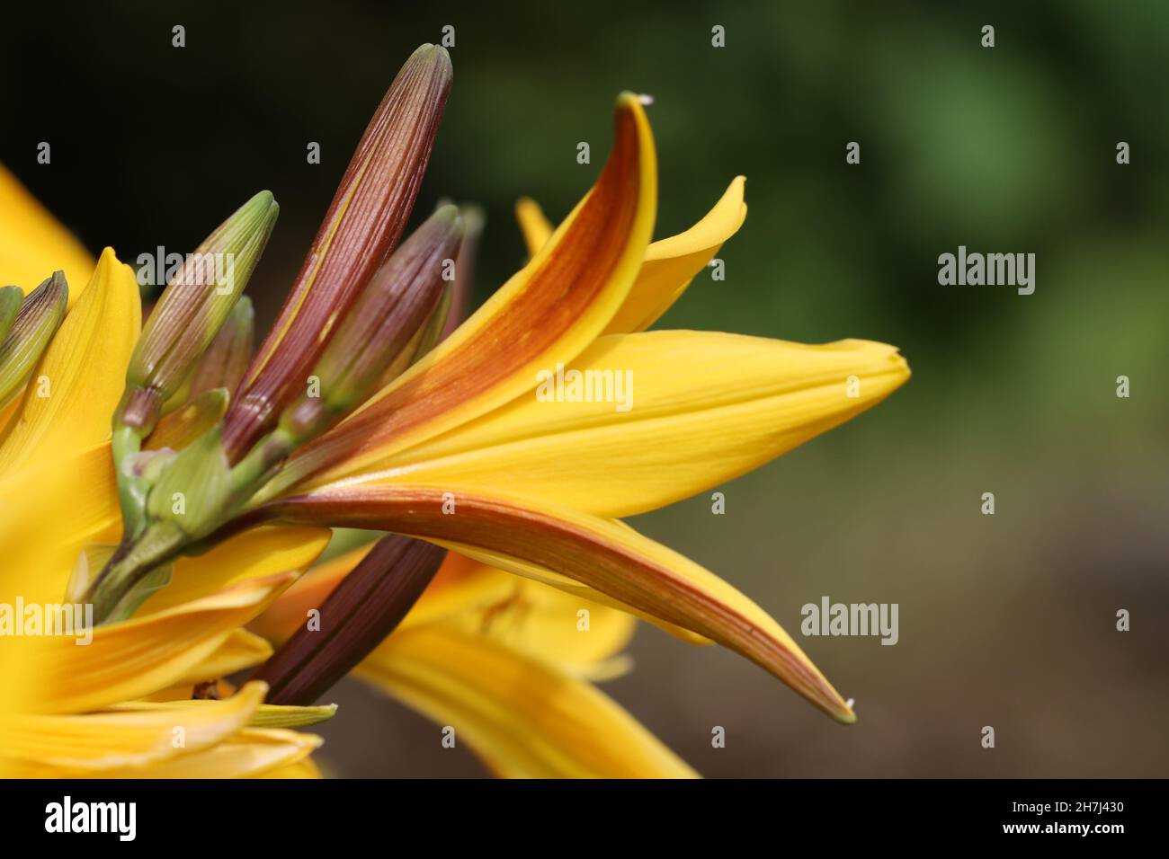gros plan d'un lys jaune fleuri avec vue latérale sur un arrière-plan flou naturel Banque D'Images
