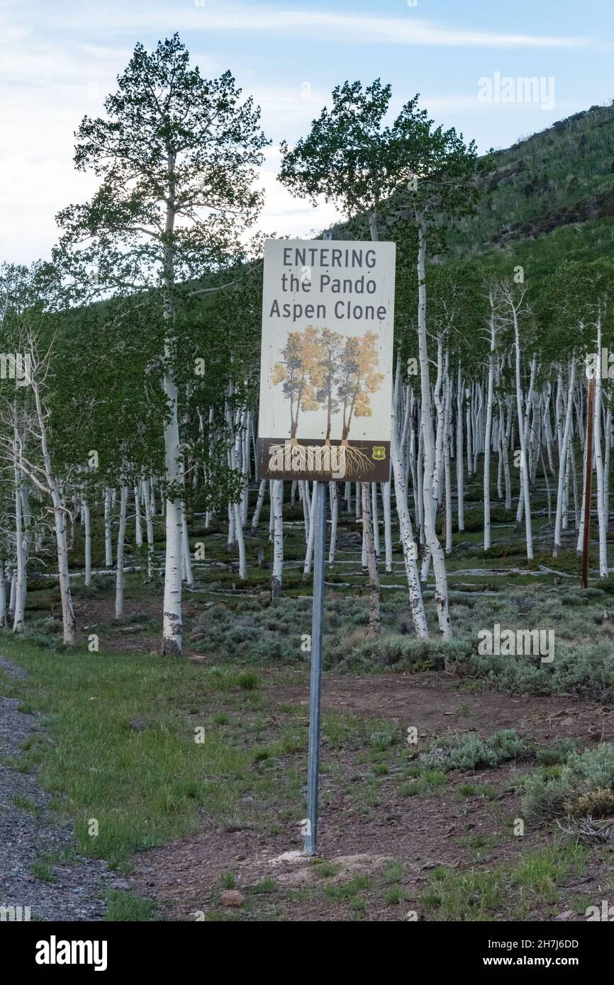 Pando Aspen Tree, forêt nationale de Fishlake, Utah Banque D'Images
