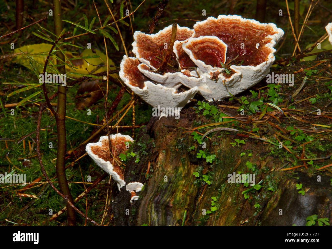 Les fructifications du champignon de la pourriture des racines Heterobasidion annosum sur une souche d'arbre dans une forêt Banque D'Images