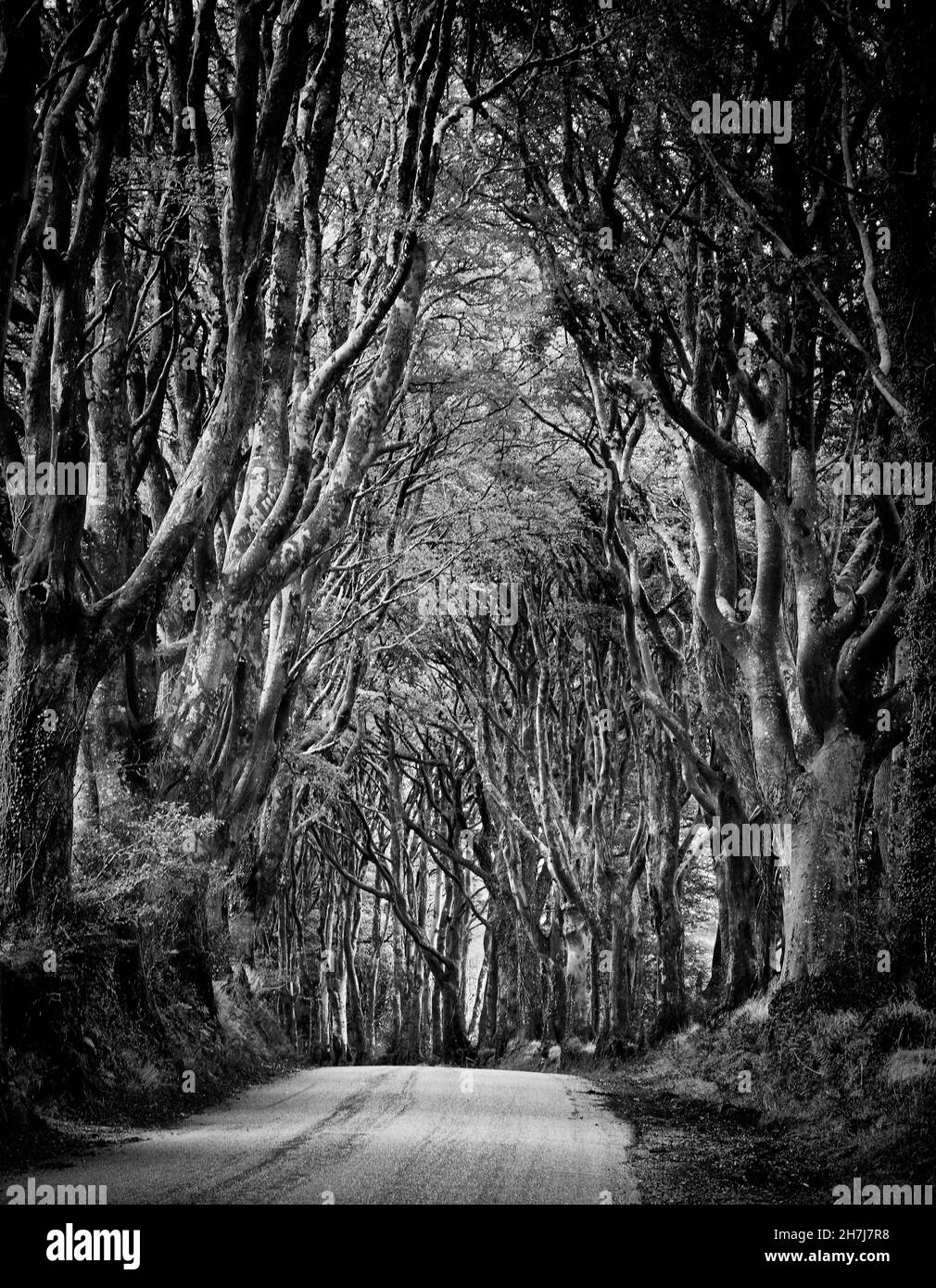 Avenue des arbres de Beech le long d'une voie près de Bridestowe à la limite de Dartmoor Devon UK Banque D'Images