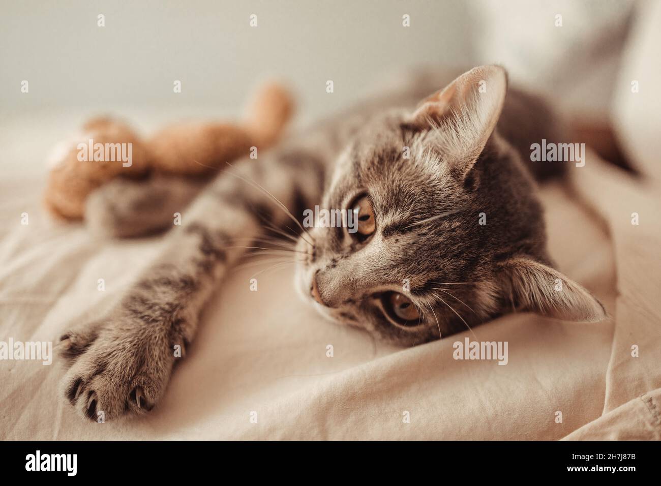 Le joli chaton en tabby se trouve dans une étreinte avec un jouet en peluche sur le lit.Le chat dort sur le canapé dans le salon.Doux rêve, réveillez-vous dans le Banque D'Images
