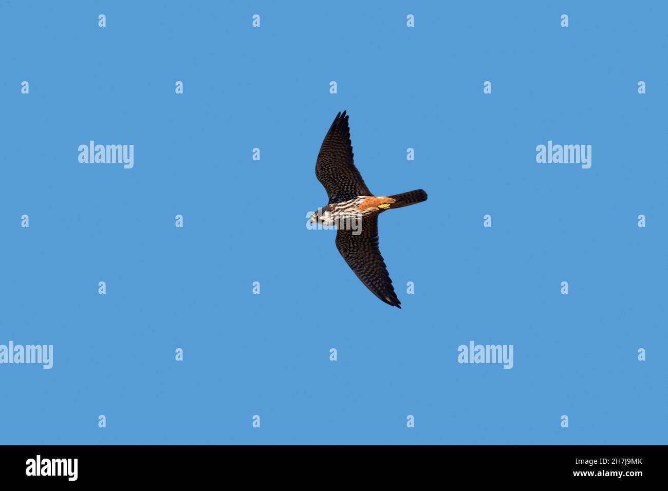 Passe-temps eurasien (Falco subbuteo) en vol contre le ciel bleu Banque D'Images