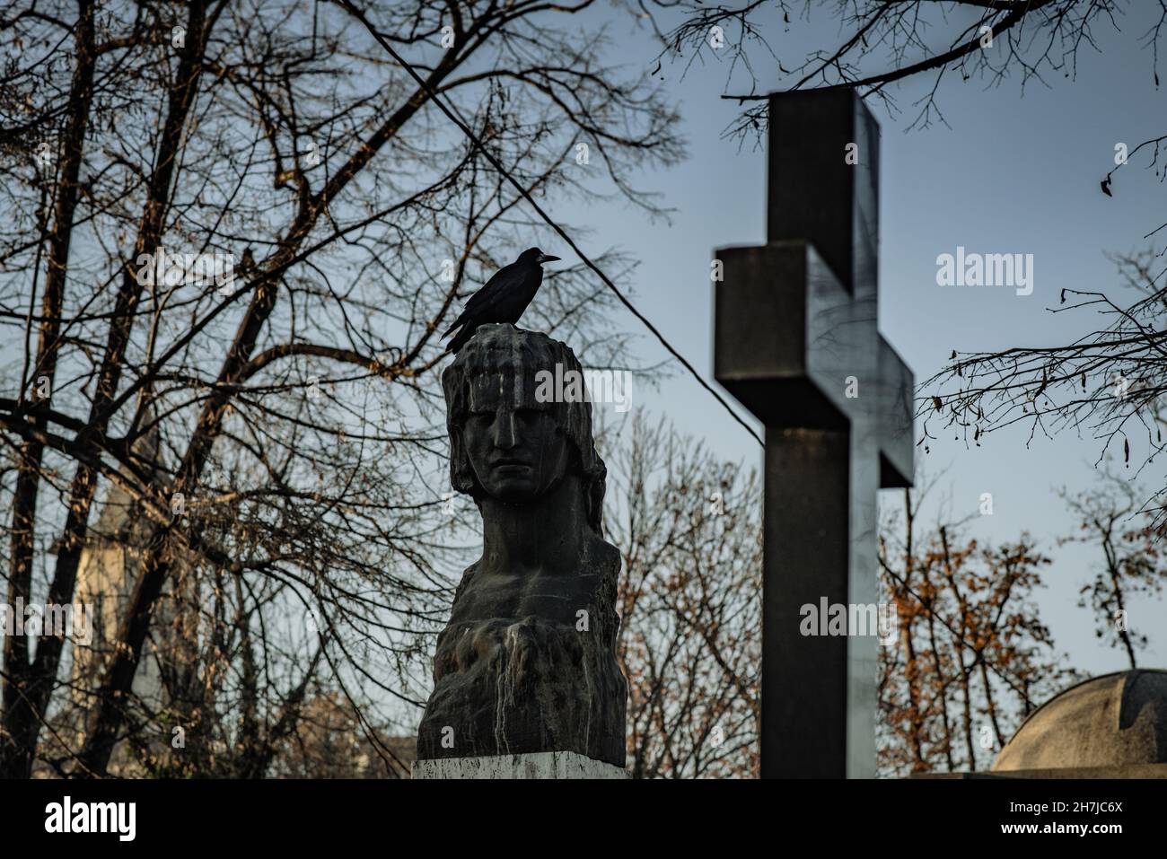 corbeau noir sur le dessus Banque D'Images corbeau noir sur le dessus Banque D'Images
