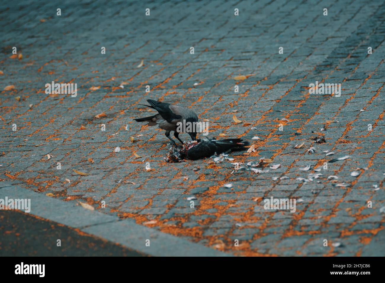 raven mangeant du pigeon Banque D'Images