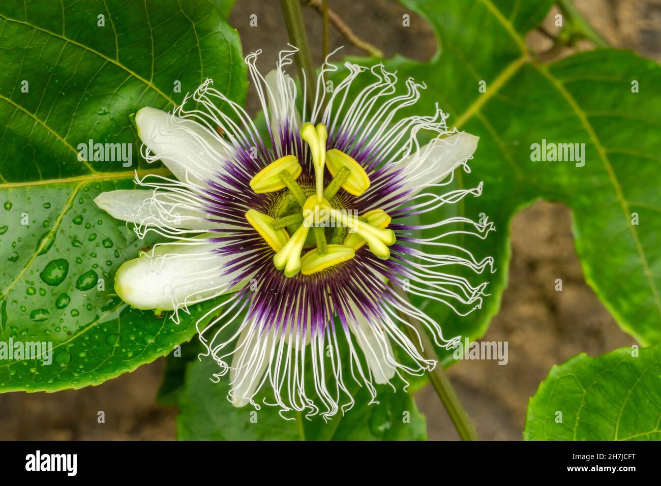 Violet blanc jaune passion Fleur Vert feuilles Passiflower Moorea Tahiti  Polynésie française.Fruit crée un jus et est utilisé en médecine indigène  Photo Stock - Alamy