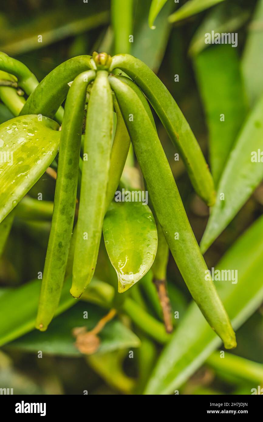 Haricots verts de vanille Pods de graines Moorea Tahiti Polynésie française.La vanille est une épice créée à partir de gousses contenant des haricots.Moorea a une plantatio à la vanille Banque D'Images