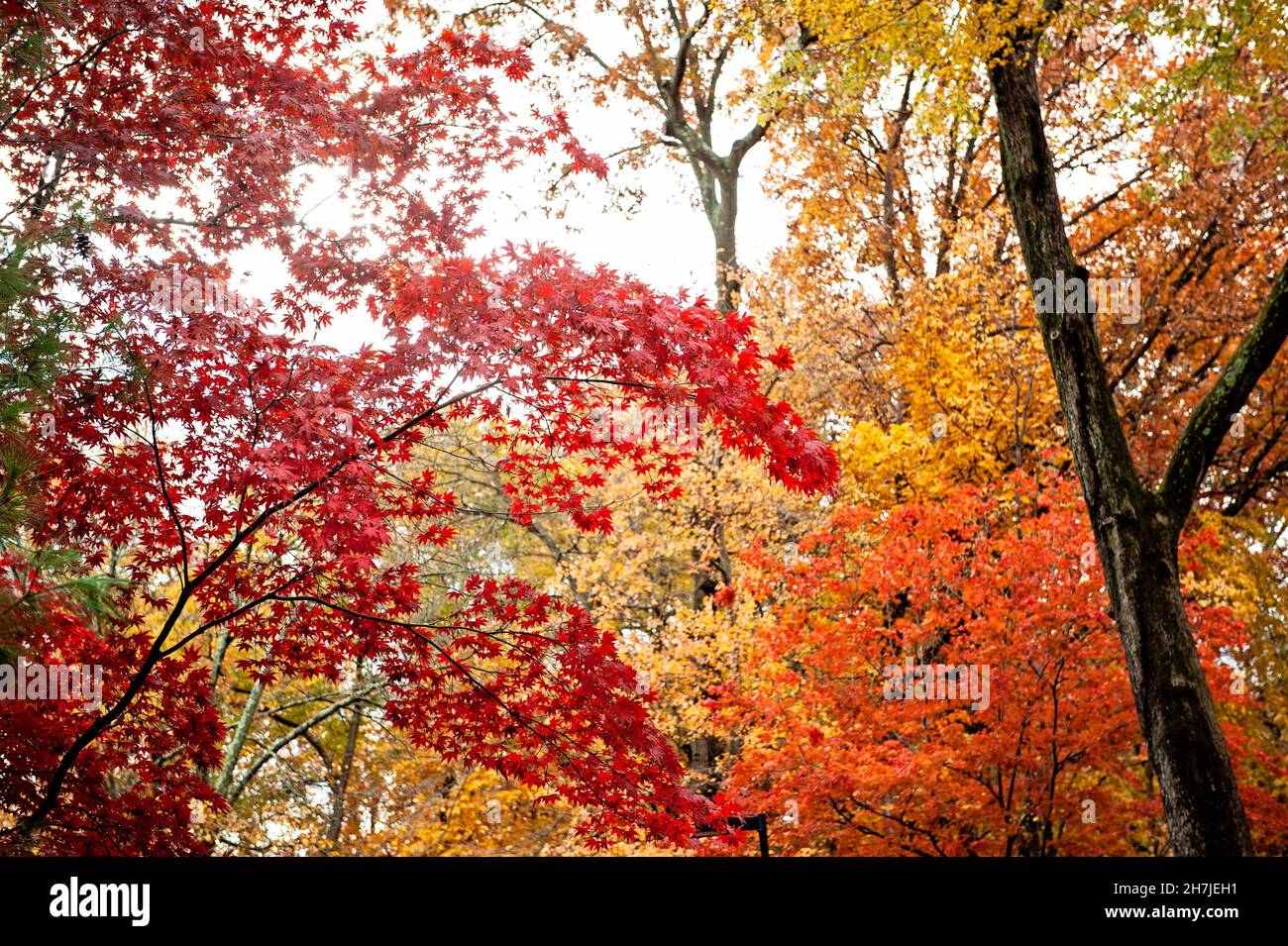 Feuilles d'automne colorées (rouge, jaune, orange) Banque D'Images