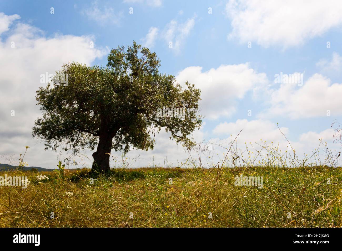Paysage d'été d'un olivier loney dans un champ en été en Espagne. Banque D'Images