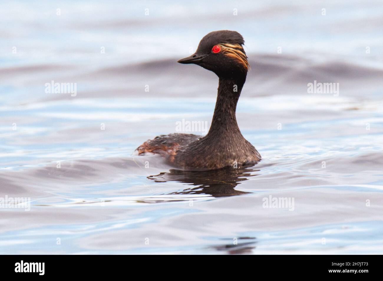 Grèbe à cou noir (Podiceps nigricollis) Banque D'Images