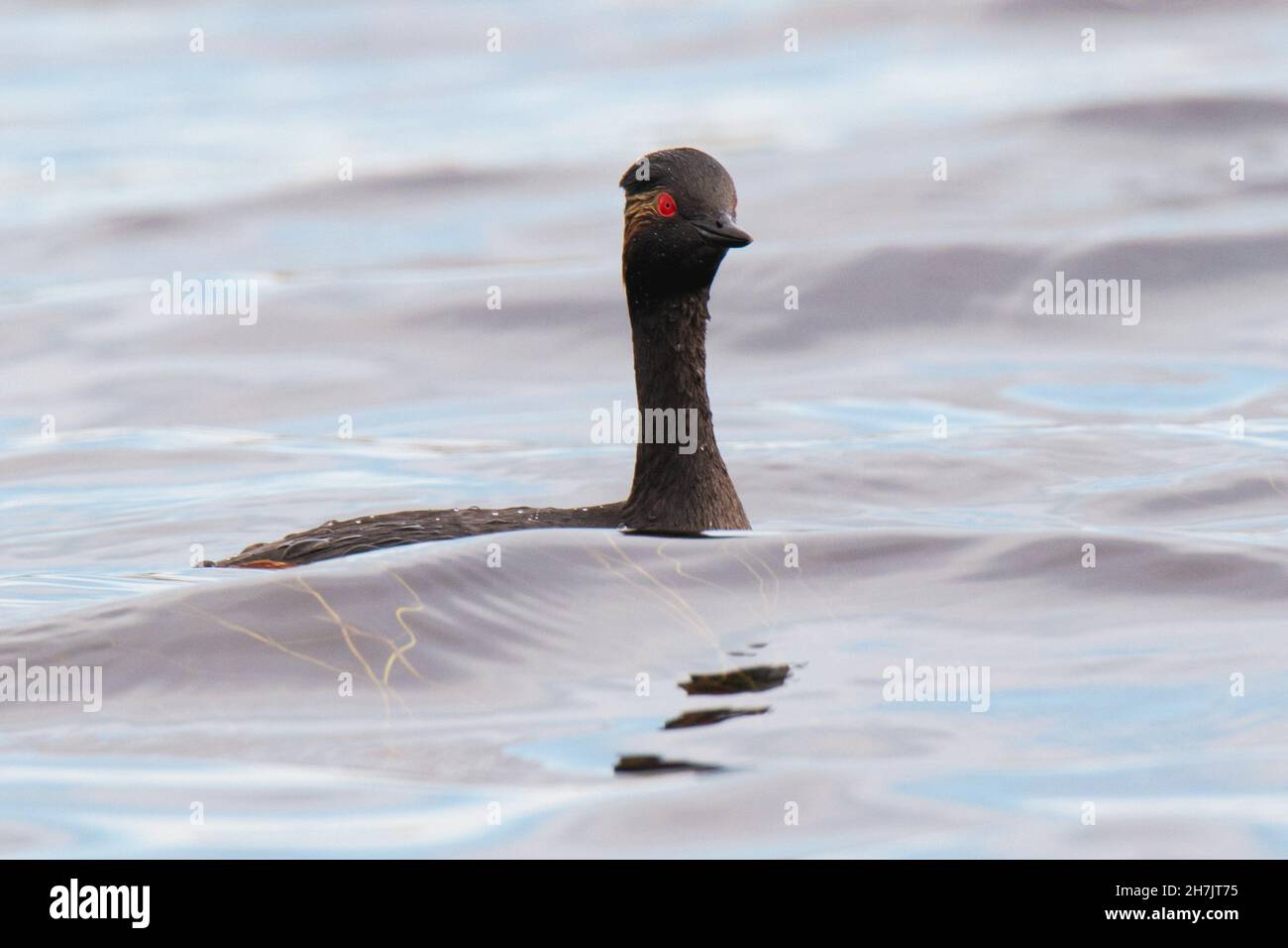 Grèbe à cou noir (Podiceps nigricollis) Banque D'Images