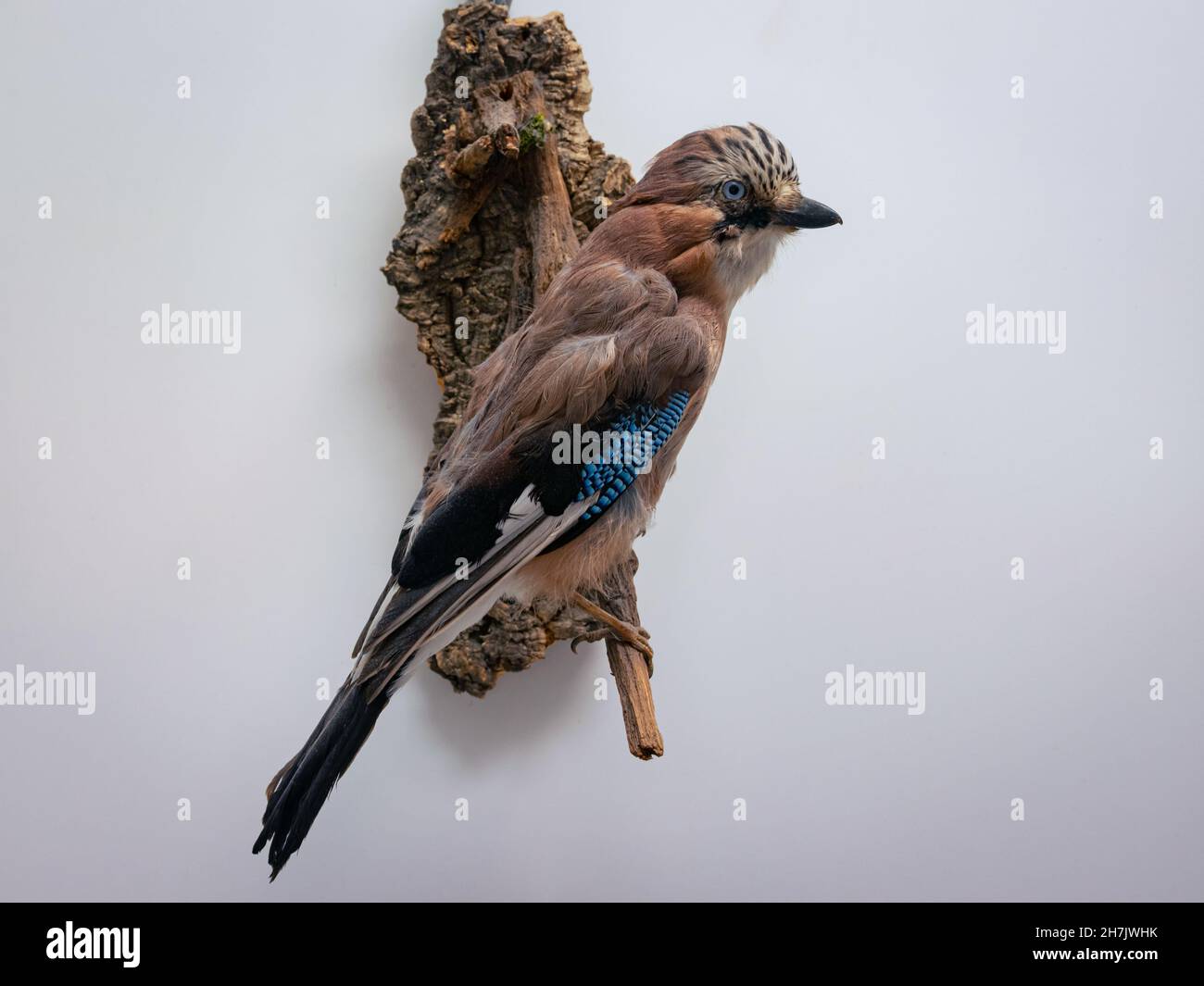Vue détaillée d'un geai farci (Garrulus glandarius) aux couleurs magnifiques Banque D'Images