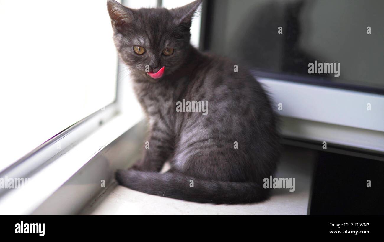 Gros plan sur la tête d'un chaton Banque D'Images