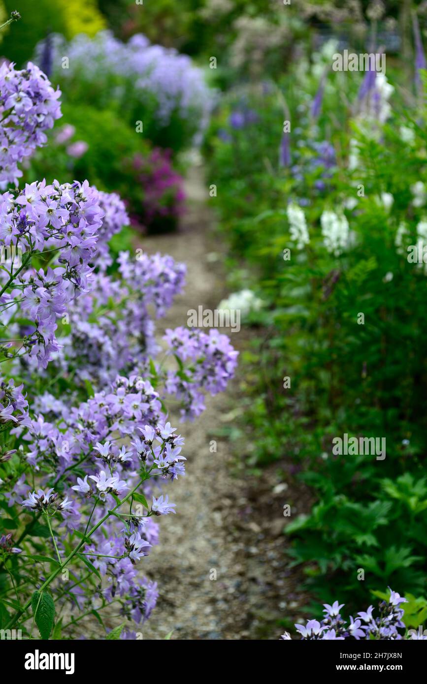 Campanula Lactisflora variété de Prichard,fleurs violet-bleu en forme de cloche,fleurs,fleurs,vivaces,jardin de cottage,jardins,RM Floral Banque D'Images