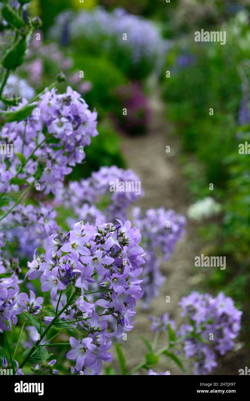 Campanula Lactisflora variété de Prichard,fleurs violet-bleu en forme de cloche,fleurs,fleurs,vivaces,jardin de cottage,jardins,RM Floral Banque D'Images
