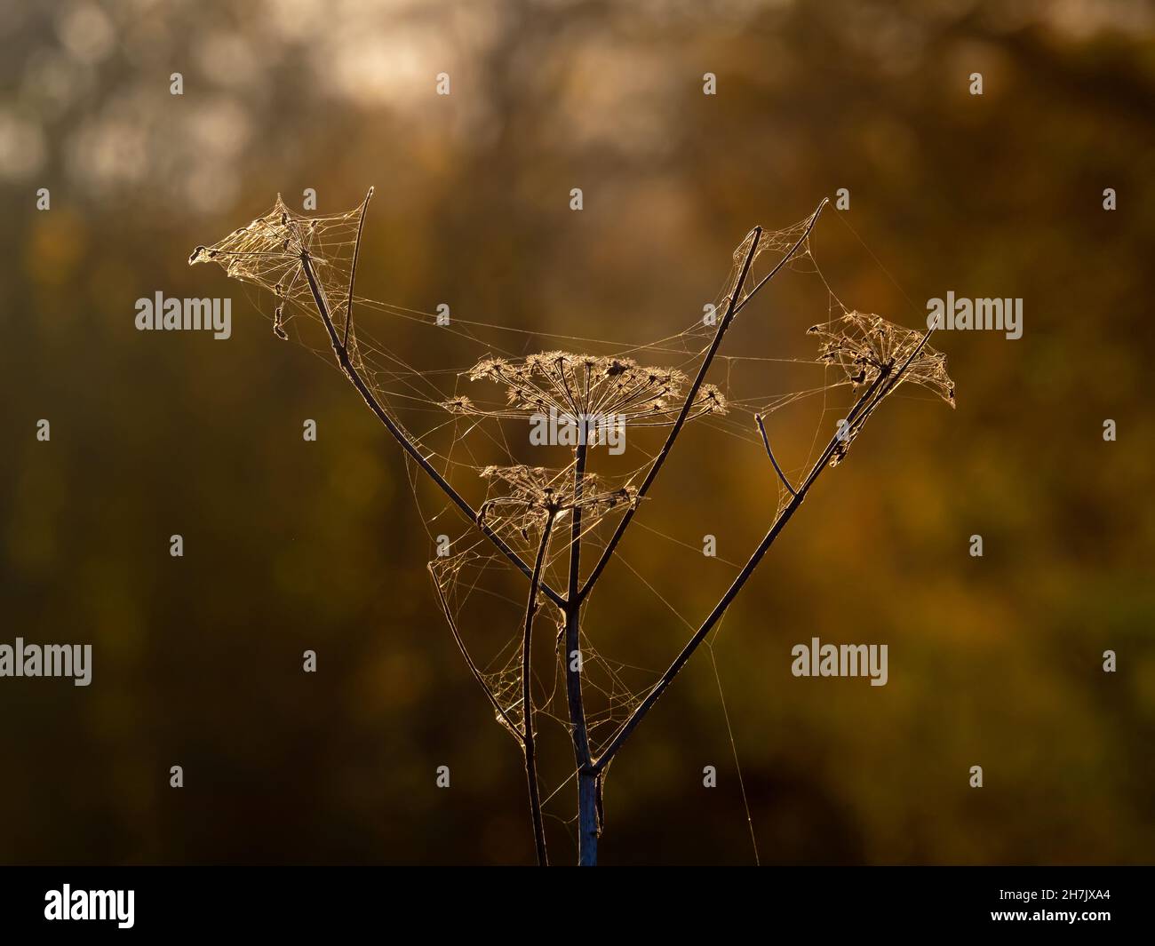 Les têtes de semis Umbellifer sont rétroéclairées par le soleil d'automne et couvertes de toiles d'araignée. Banque D'Images