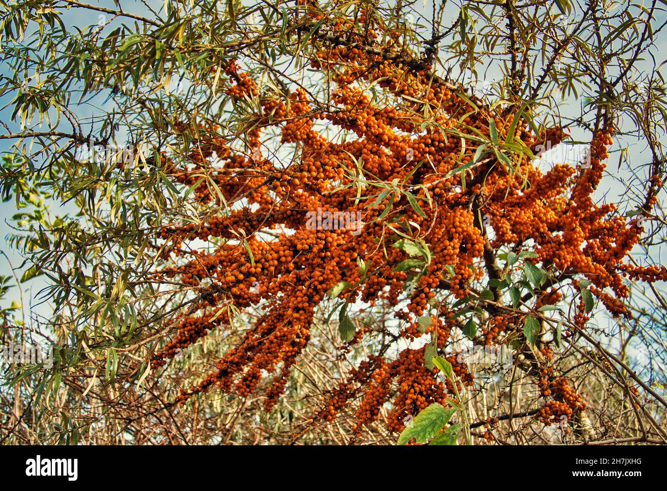Argousier, Hippophae rhamnoides (également appelé sandthorn, sallochthorn et séaberry), avec des centaines de baies d'orange vif.Croissance dans les dunes de sable. Banque D'Images