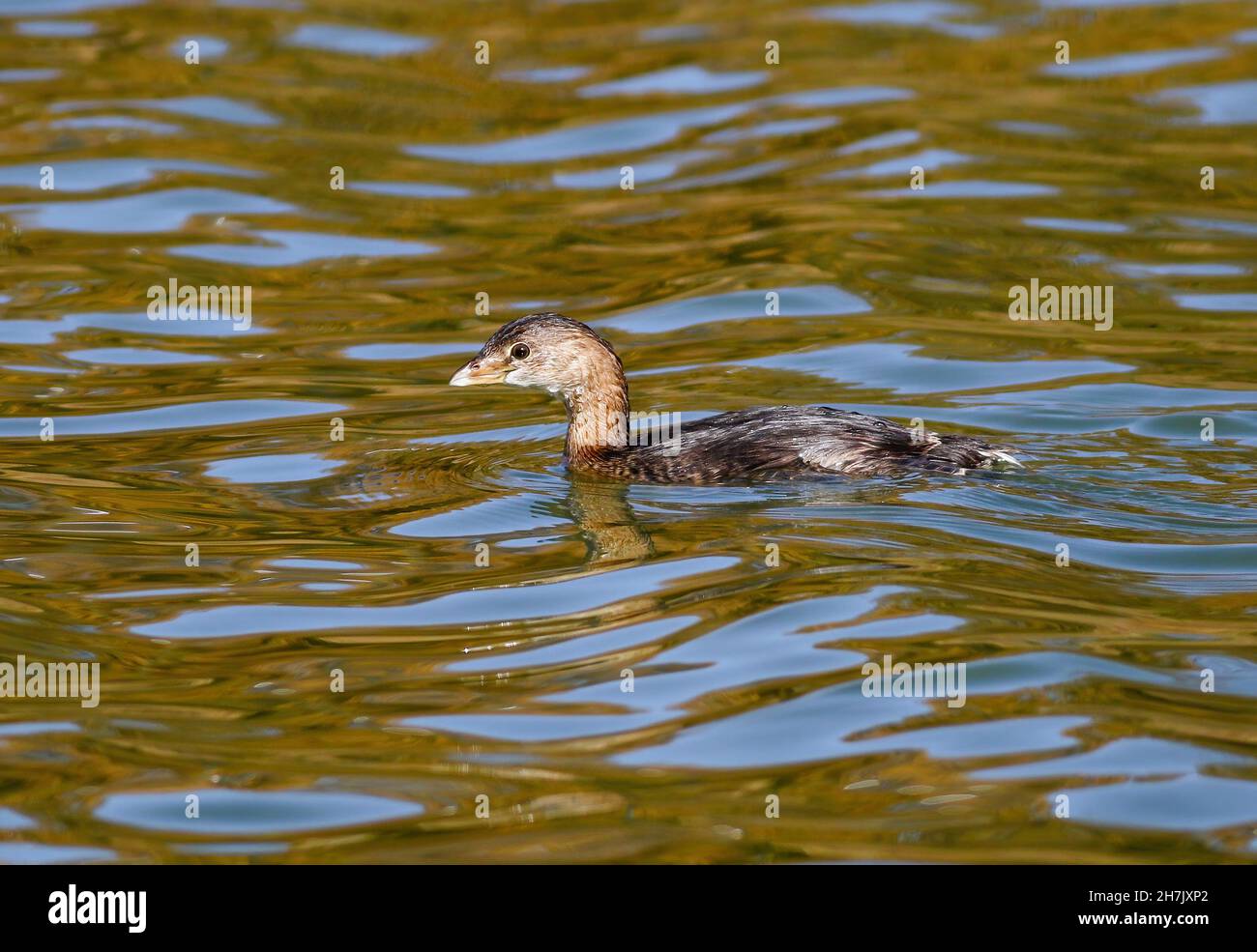 Gros plan d'un grebe pied-Billed non reproducteur nageant à l'automne. Banque D'Images