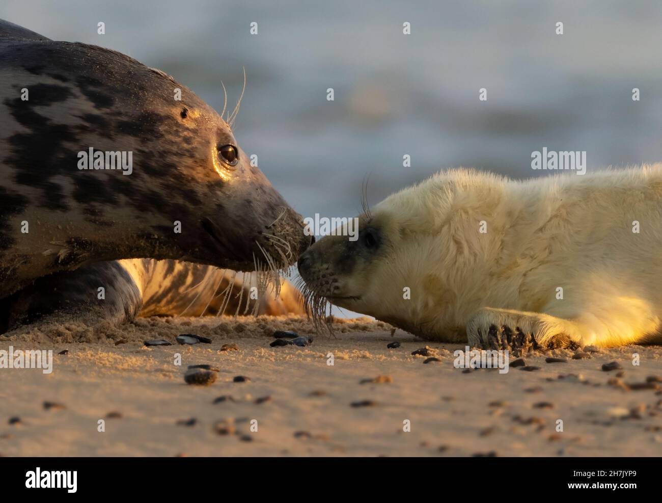 Un petit phoque gris (Halichoerus grypus) et sa mère partagent un moment d'appel d'offres, Norfolk Banque D'Images
