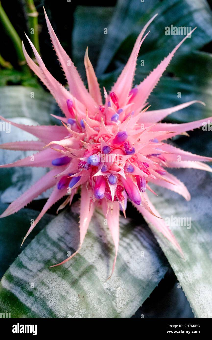 Plante d'Aechmea fasciata, membre de la famille des Bromeliaceae, originaire du Brésil. Banque D'Images