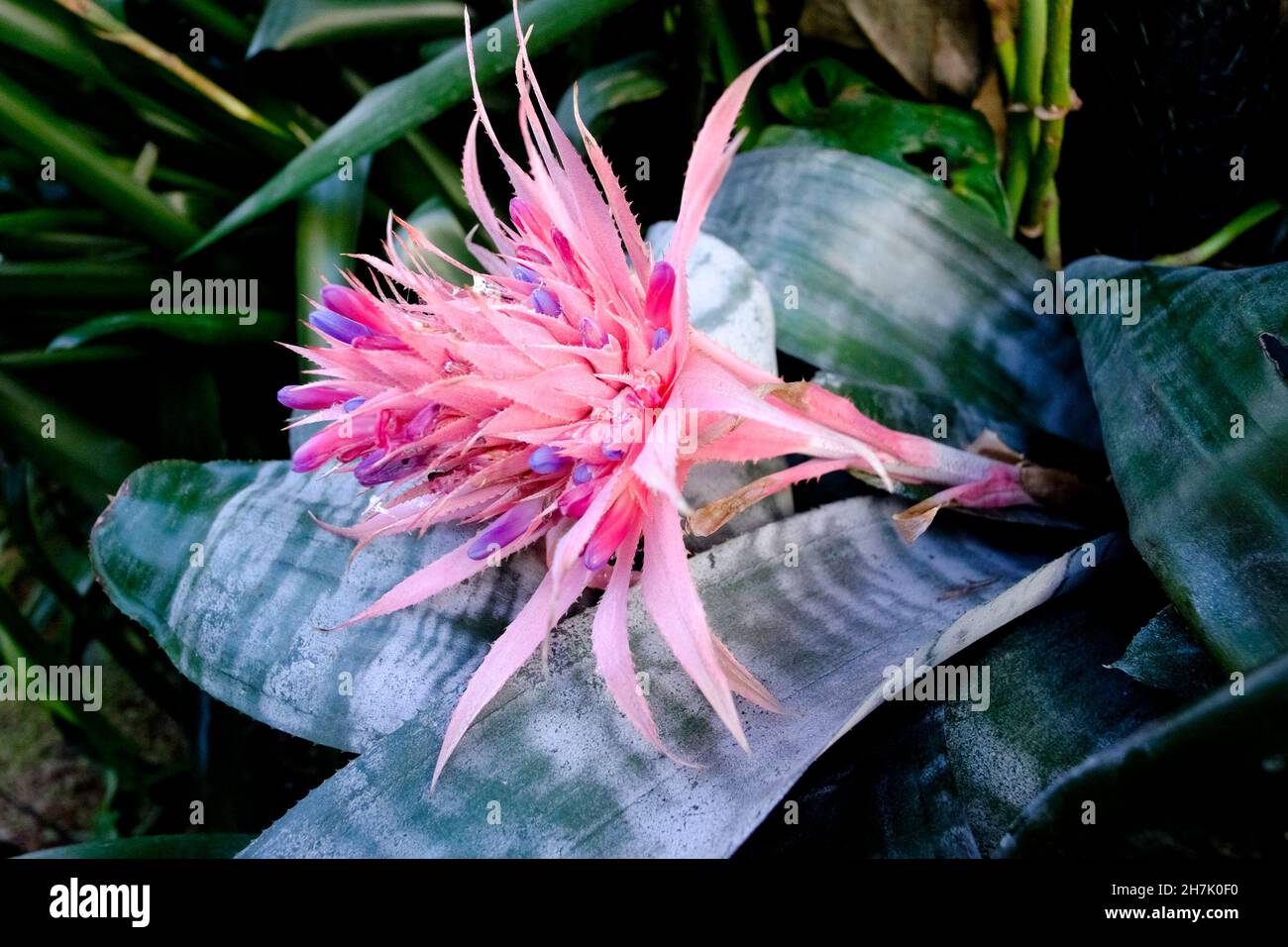Plante d'Aechmea fasciata, membre de la famille des Bromeliaceae, originaire du Brésil. Banque D'Images Plante d'Aechmea fasciata, membre de la famille des Bromeliaceae, originaire du Brésil. Banque D'Images