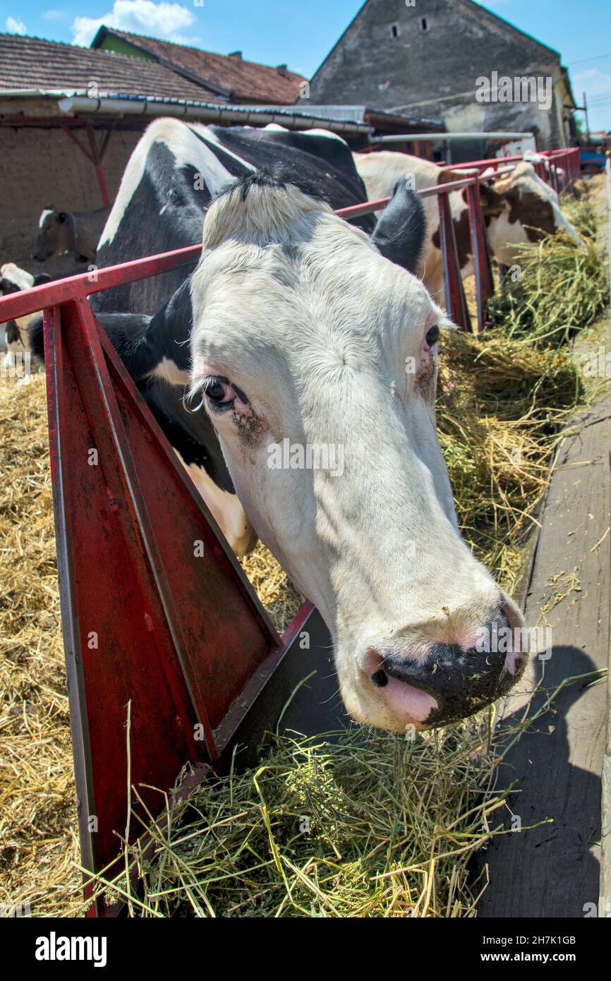 Gros plan vertical de la vache dans un corral nourrissant. Banque D'Images