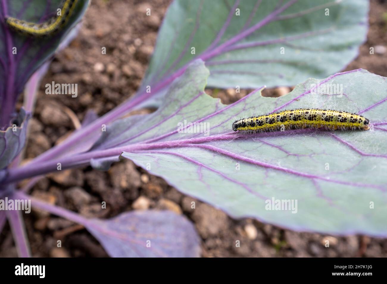 Pieris brassicae, Grand blanc, papillon de chou, blanc de chou, Allemagne Banque D'Images