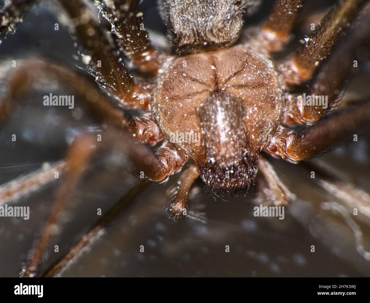 Photo macro d'un araignée marron reclus Banque D'Images