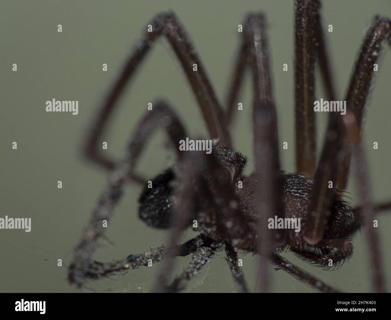 Photo macro d'un araignée marron reclus Banque D'Images