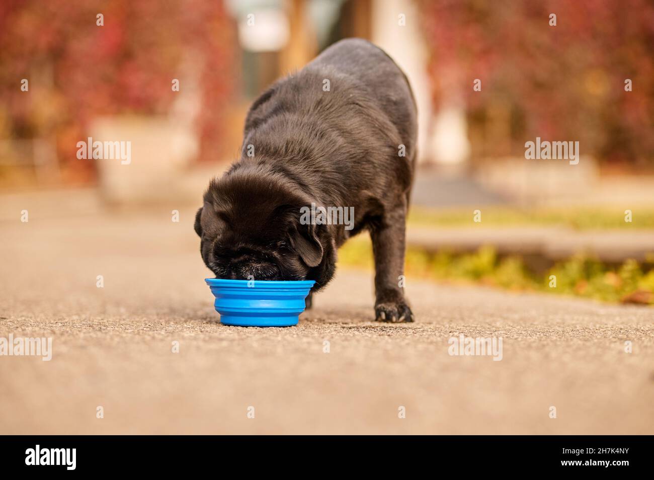 Un chien noir buvant de l'eau dans le bol Banque D'Images
