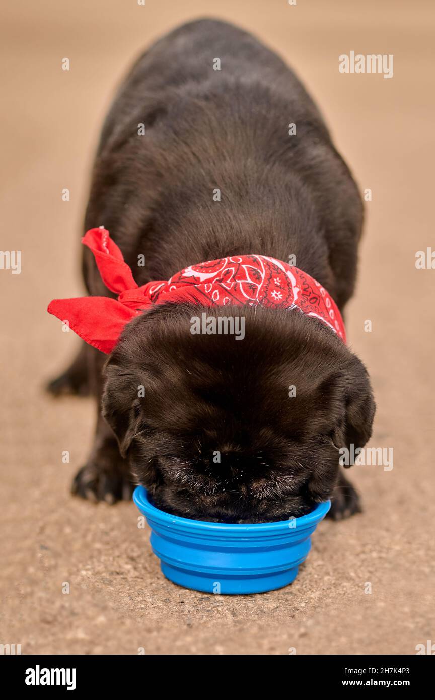 Un chien noir buvant de l'eau dans le bol Banque D'Images