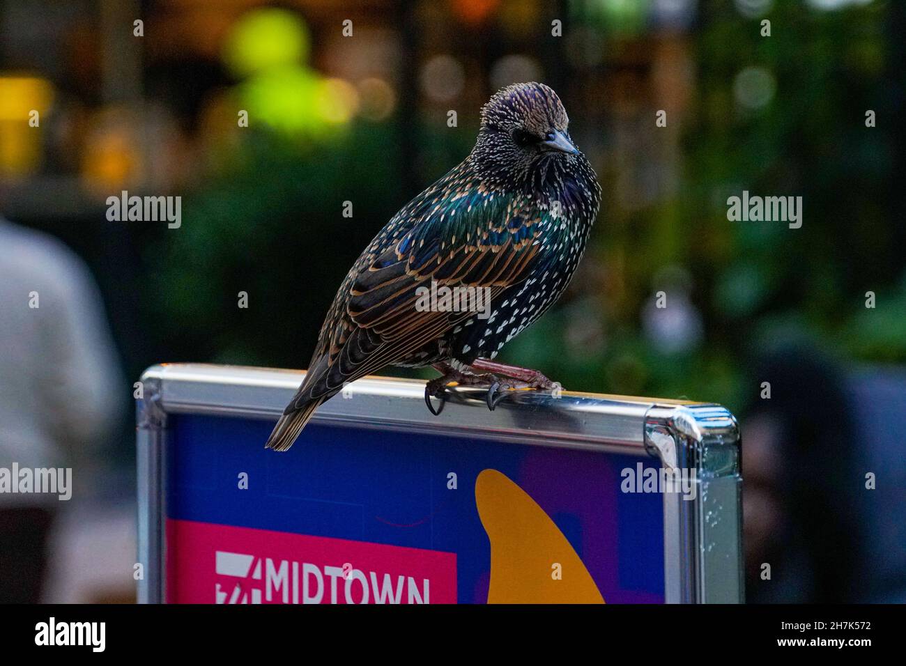 Un Starling européen attend que quelqu'un laisse tomber quelque chose à manger dans le centre-ville de New York Banque D'Images