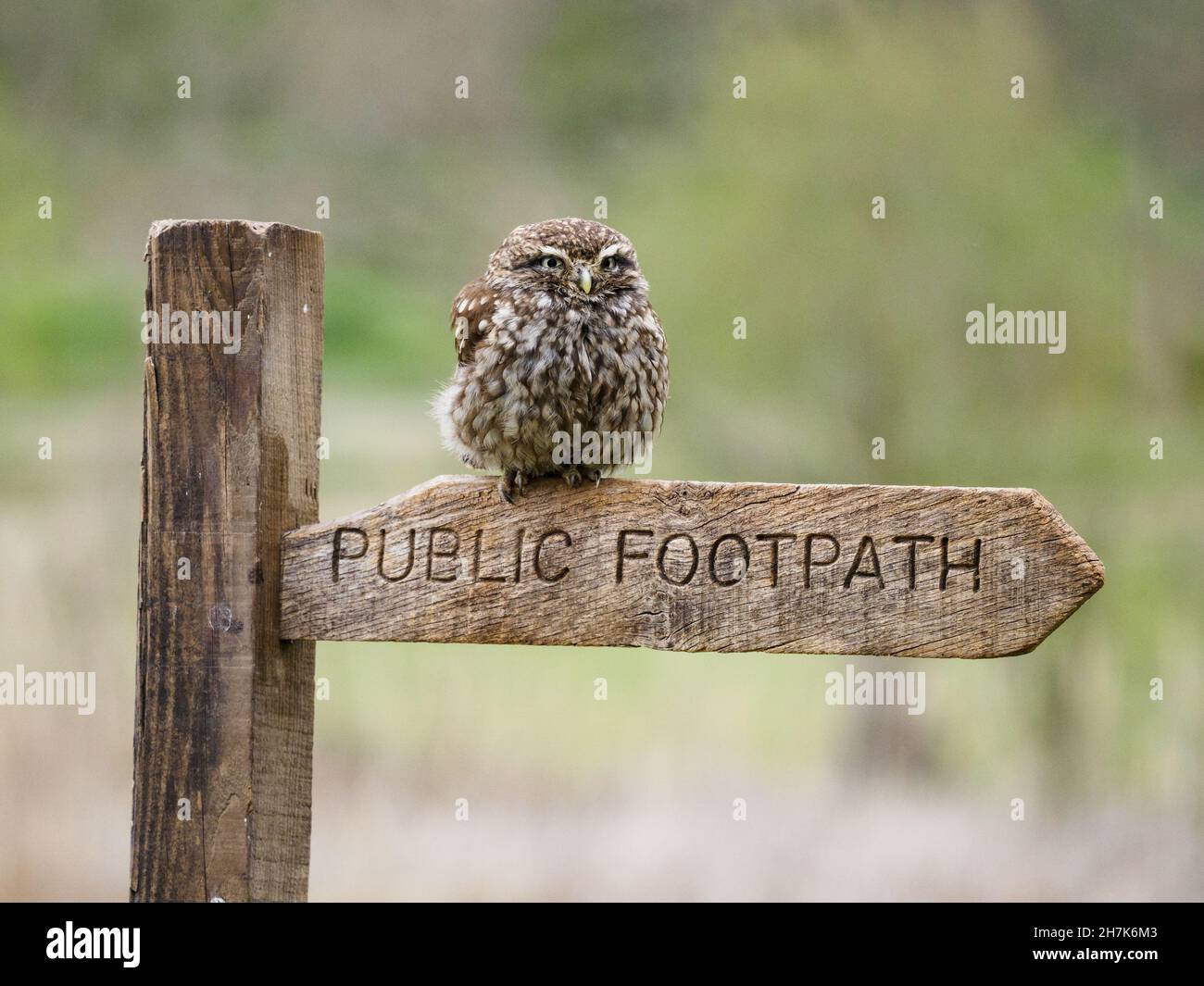 Un autre jour au BWC, cette fois-ci sur un jour de photo de hibou.Beaucoup trop de photos à trier à nouveau.Ce petit hibou est vraiment assez mignon.29 avril FO Banque D'Images