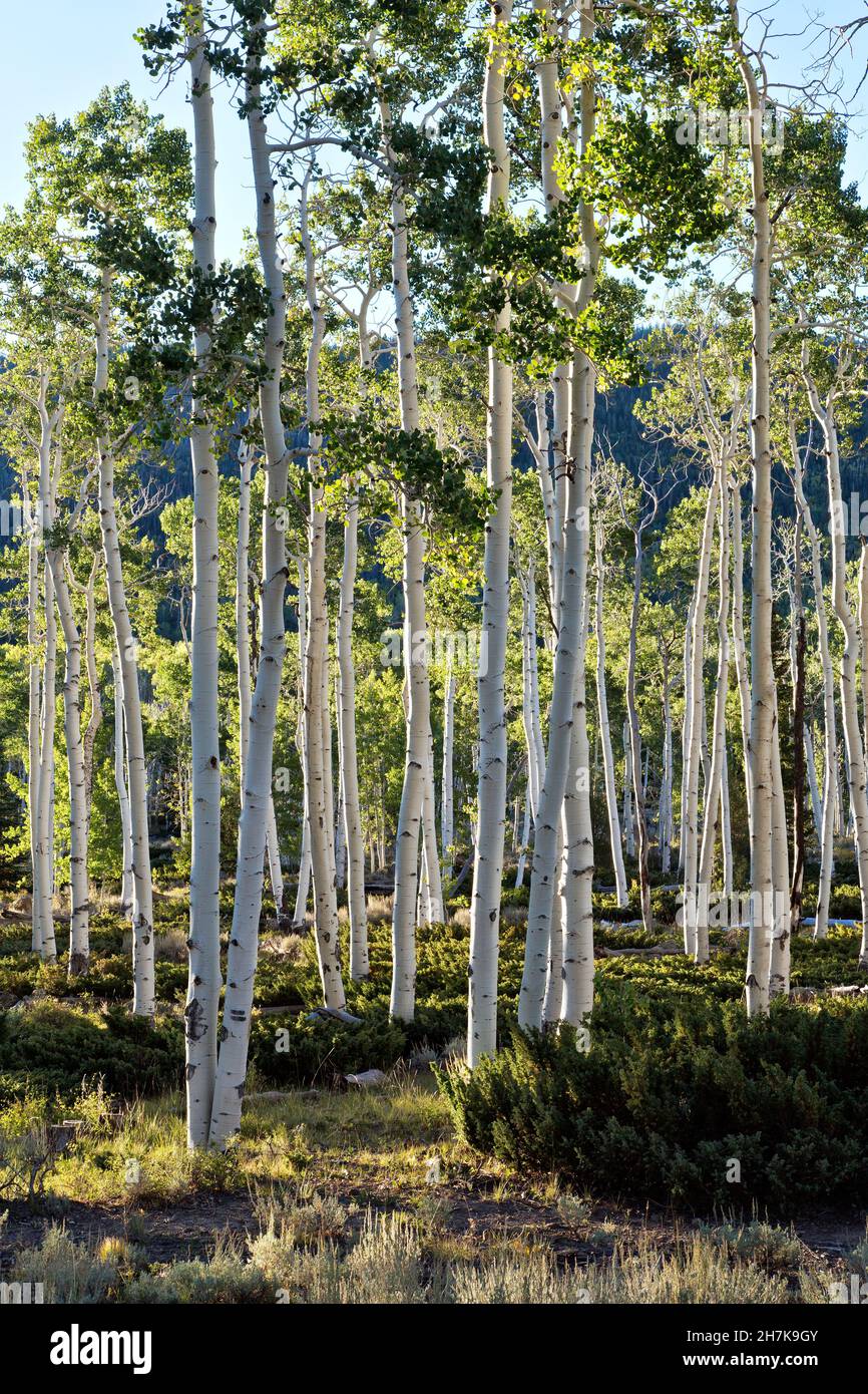 Tremblante Aspen Grove 'Pando Clone', également connu sous le nom de tremble Giant, colonie clonale sur un individu mâle qui tremille le peuplier, Utah. Banque D'Images