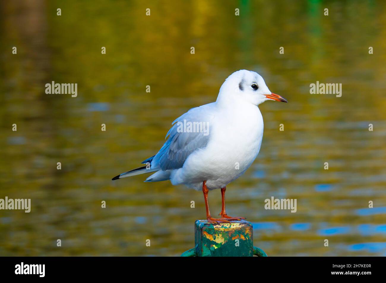Chroicocephalus ridibundus Mouette noir petit oiseau marin sur une clôture par un étang North Yorkshire UK Banque D'Images