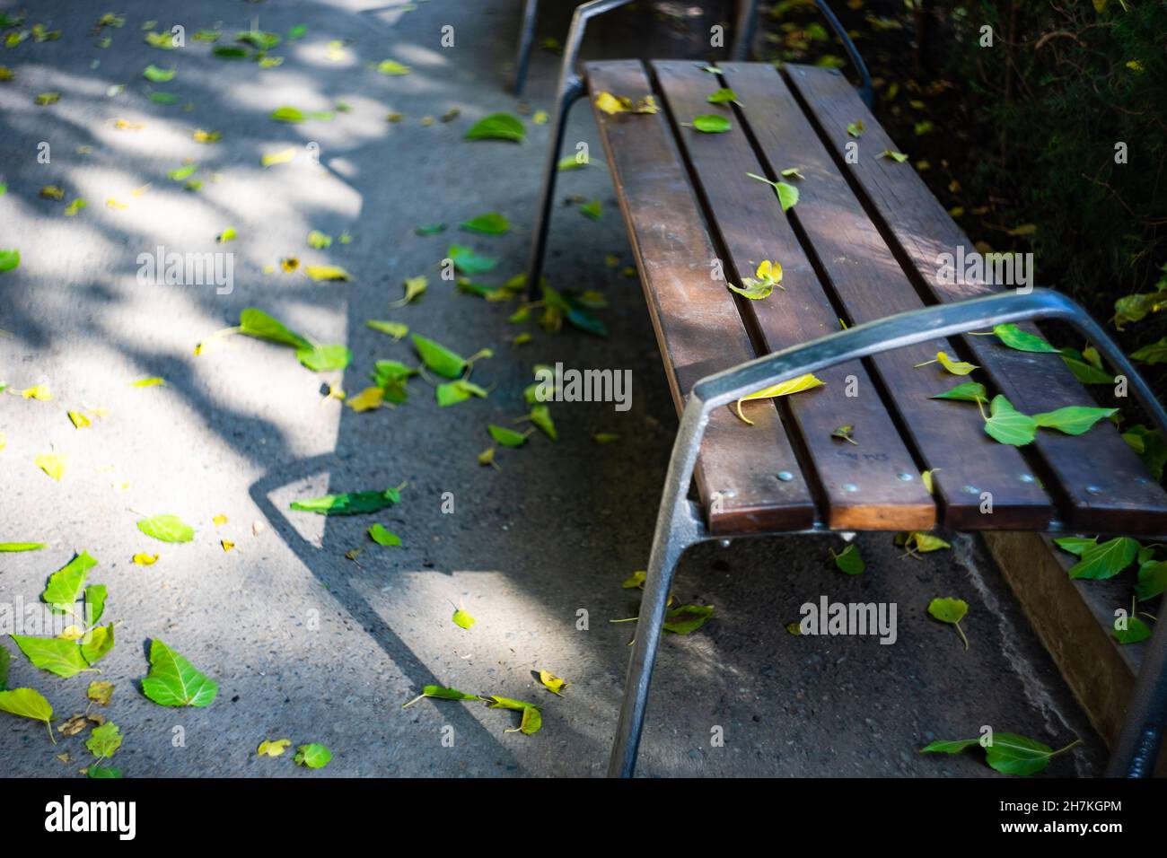 Banc de parc à l'automne avec feuilles jaunes Banque D'Images