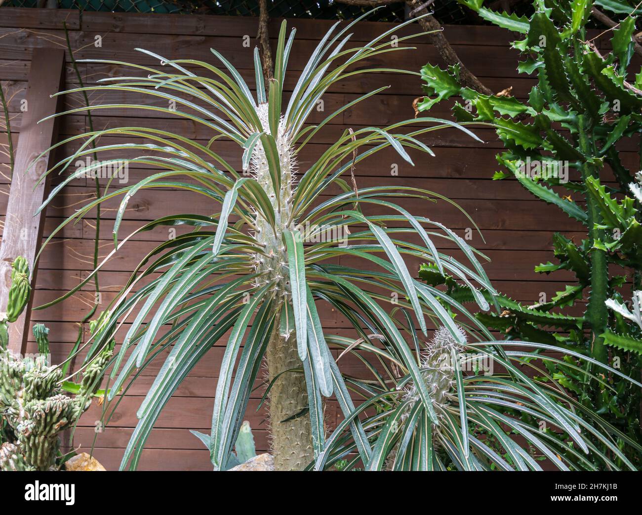 Palmier argenté de Madagascar (Pachypodium geayi) - Floride, Etats-Unis Banque D'Images