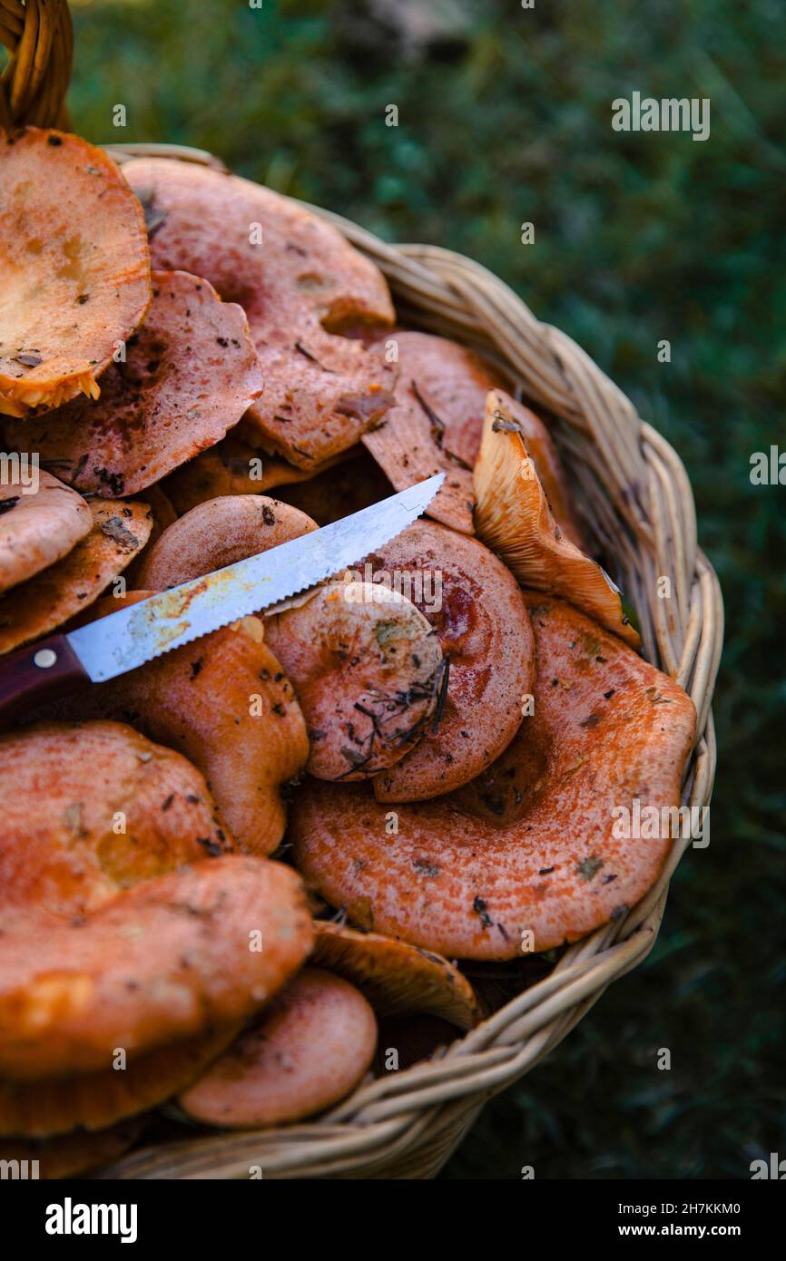 Champignons frais et couteau dans le panier Banque D'Images