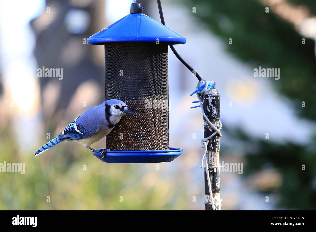 Blue jay long Island New York Banque D'Images