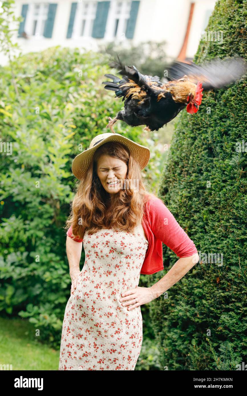 Rooster survolant la tête d'une femme dans le jardin Banque D'Images