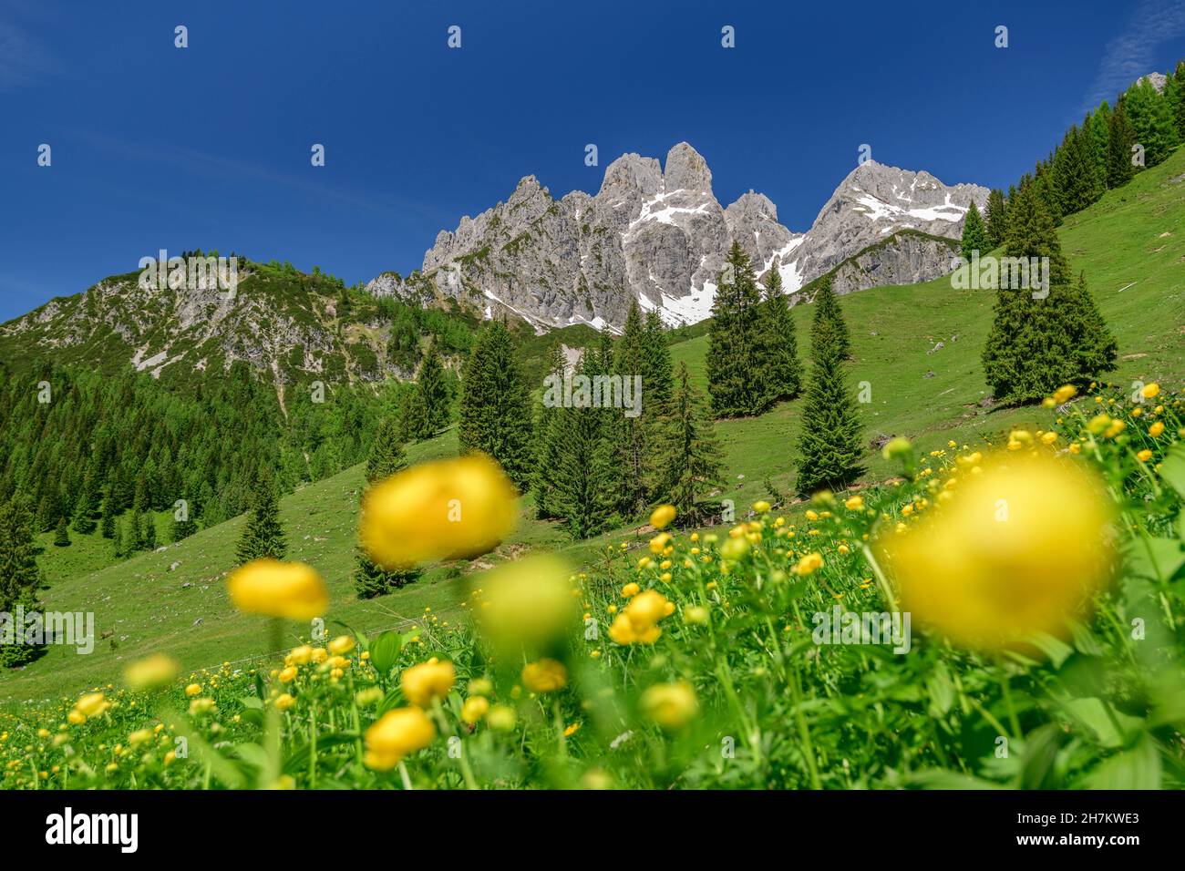 Fleurs jaunes sur la montagne à Salzbourg, Autriche Banque D'Images