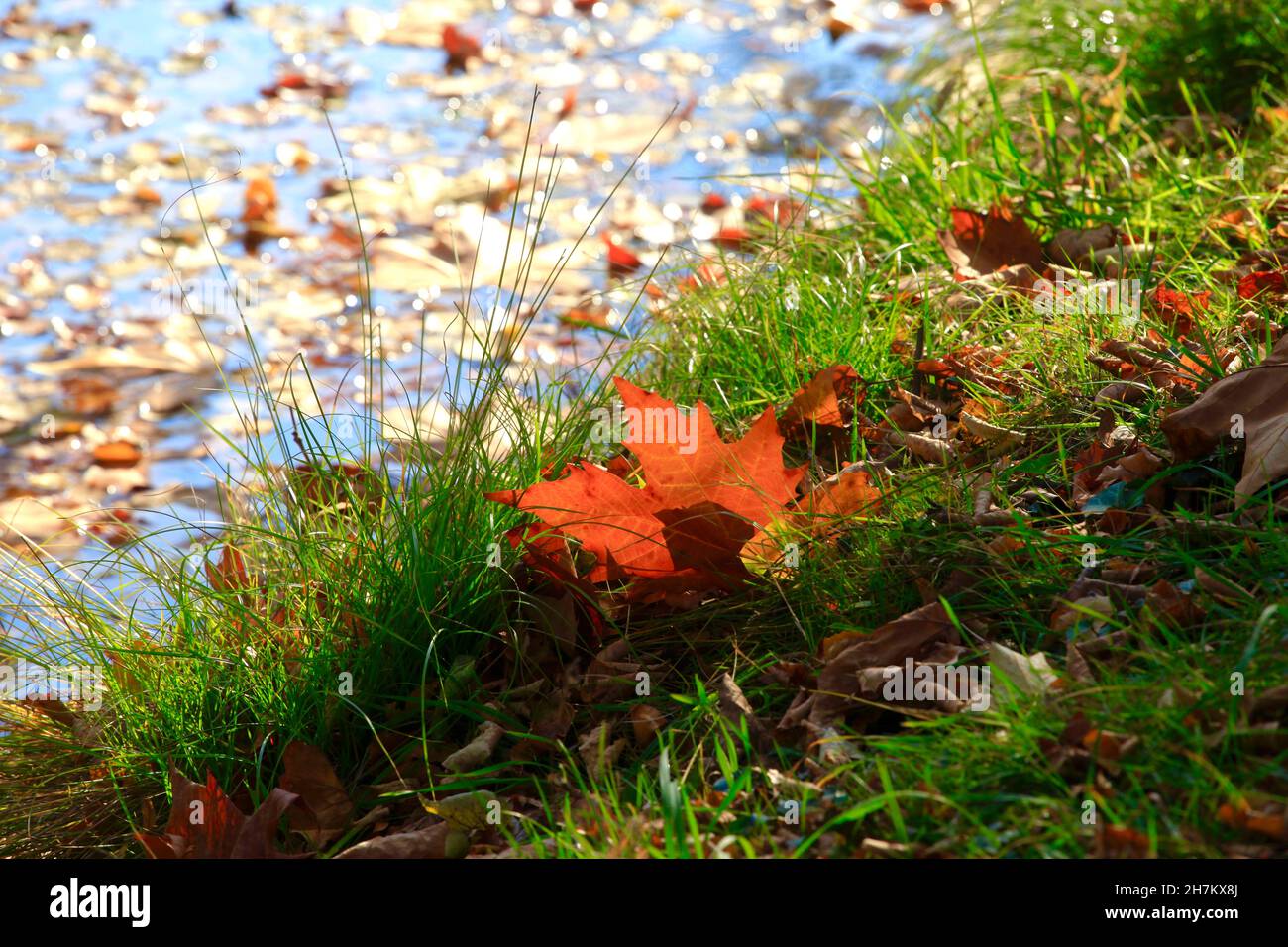 Feuilles d'automne tombées sur l'herbe au bord du lac Banque D'Images