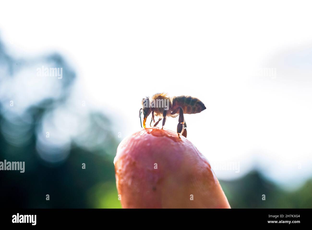 L'abeille léchant le liquide du haut du doigt humain Banque D'Images