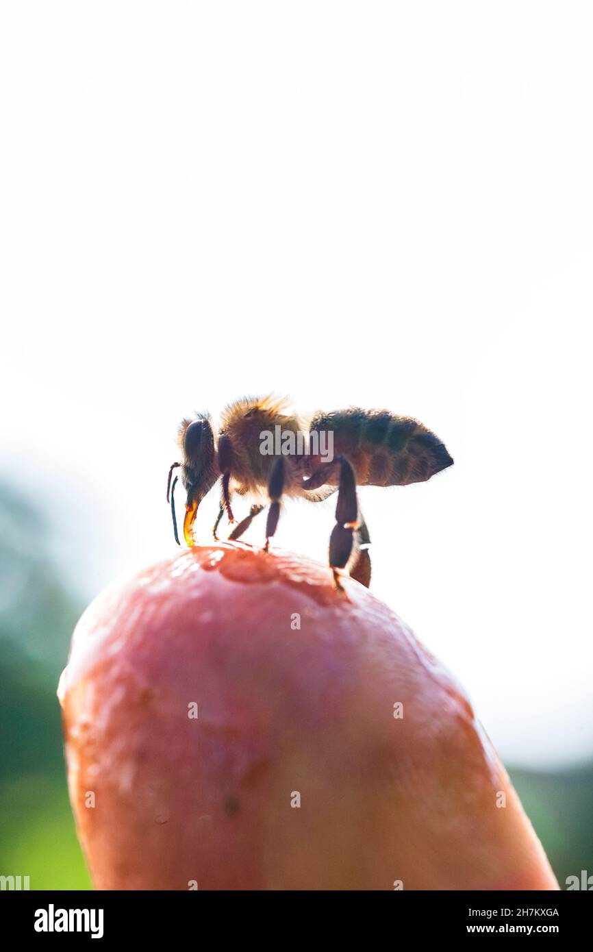 L'abeille léchant le liquide du haut du doigt humain Banque D'Images