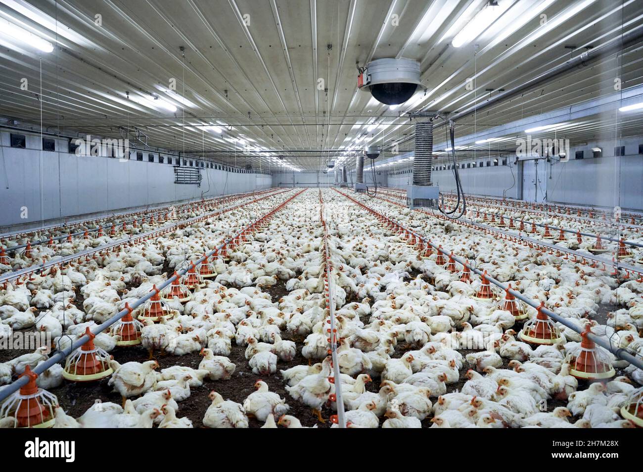 Troupeau de poulet à la ferme avicole Banque D'Images