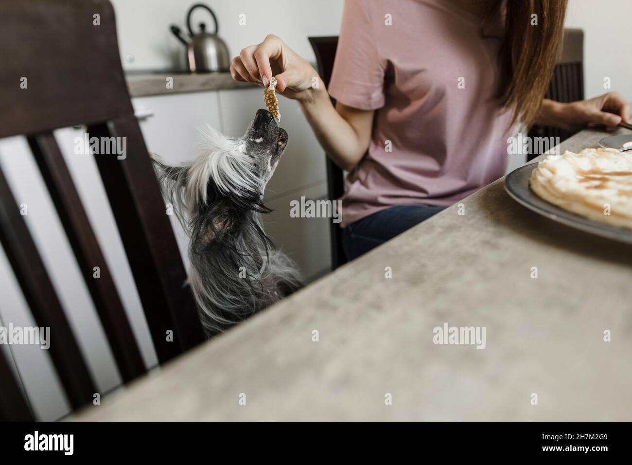 Femme nourrissant une crêpe pour chien dans la cuisine Banque D'Images