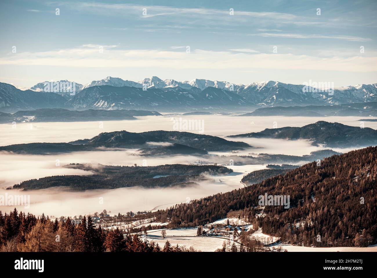 Conifères en forêt à Magdalensberg, Klagenfurt, Carinthie, Autriche Banque D'Images