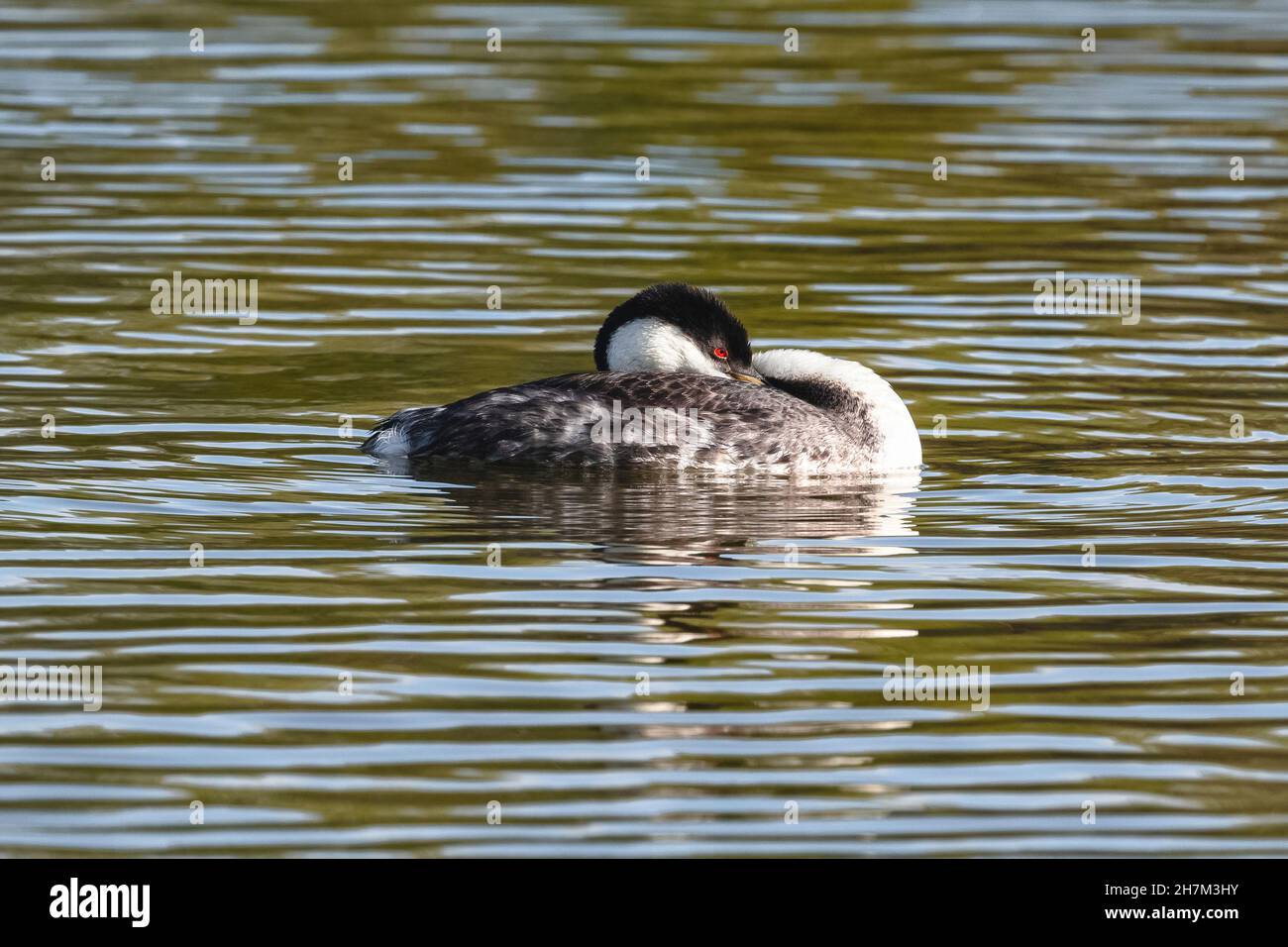 Gros plan sur un Grebe occidental dans un lac, avec son bec niché sous son long cou tout en étant dans une position décontractée, avec ses yeux rouges et sa tête visibles. Banque D'Images